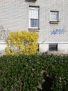 Yellow and green plants in a city, next to a brick wall. Royalty Free Stock Photo