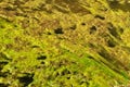 Yellow and green - polluted water Royalty Free Stock Photo