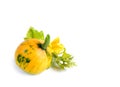 Yellow and green pumpkin with leaves, flower and buds on a white background. Royalty Free Stock Photo