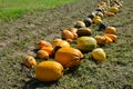 Yellow and green pumpkins are gathered in a big pile in the garden