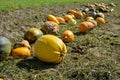Yellow and green pumpkins are gathered in a big pile in the garden