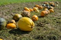 Yellow and green pumpkins are gathered in a big pile in the garden