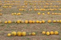 Yellow-green pumpkins lined up in rows in a cultivated agricultural field Royalty Free Stock Photo