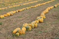 Yellow-green pumpkins stacked in rows in a cultivated agricultural field Royalty Free Stock Photo