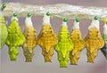 Yellow and green pupae of a golden birdwing butterfly hang in emergence chamber Royalty Free Stock Photo