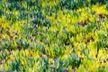 Yellow green and purple plants foliage