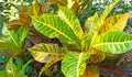 Yellow green red brown leafs in one frame Royalty Free Stock Photo