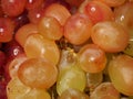 Yellow, green, red ripe Sultana grapes. Close up