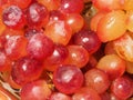 Yellow, green, red ripe Sultana grapes. Close up