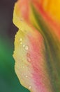 Yellow, green and red tulip flower `Golden artist` petals covered with rain drops Royalty Free Stock Photo