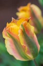 Yellow, green and red tulip flowers `Golden artist` petals covered with rain drops Royalty Free Stock Photo