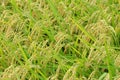Yellow green rice field rice straw in autumn