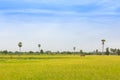 Yellow green rice field. Texture of growing rice, floral backgro Royalty Free Stock Photo