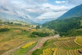 The yellow and green rice terraces above the valley in the green mountains, Asia, Vietnam, Tonkin, Sapa, towards Lao Cai, in Royalty Free Stock Photo