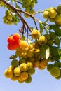 Yellow green ripening strawberry tree fruit on a branch Royalty Free Stock Photo