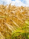 yellow and green rye ears on field in Brittany Royalty Free Stock Photo