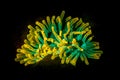 Yellow and Green Sea Anemone Fluorescent Glow Underwater UV Light