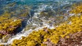 Yellow-green seaweed and clear water on a rocky beach Royalty Free Stock Photo