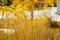 Yellow and green seeding tall grass foreground with autumn color trees Royalty Free Stock Photo