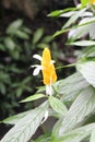 Yellow on green, shrimp plant