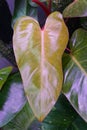 A yellow and green speckled leaf of Philodendron Painted Lady