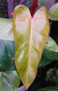 A yellow and green variegated leaf of Philodendron Painted Lady Royalty Free Stock Photo
