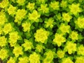 Yellow green spurge Royalty Free Stock Photo