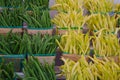 Yellow and Green string Beans in farmers wooden baskets at market Royalty Free Stock Photo