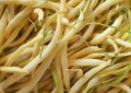 yellow green string snap beans legumes vegetables Royalty Free Stock Photo