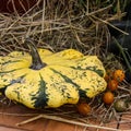 Yellow, green striped and little orange autumn pumpkins in a bowl