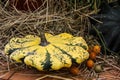 Yellow, green striped and little orange autumn pumpkins in a bowl Royalty Free Stock Photo