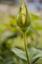 Yellow And Green Tea Rose Bud Royalty Free Stock Photo