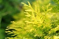 Yellow and Green Thuja on Natural Background Royalty Free Stock Photo
