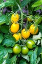 Yellow and green tomatoes on tomato plant Royalty Free Stock Photo