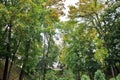 yellow-green trees in the park in early autumn Royalty Free Stock Photo