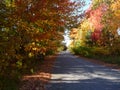 Pink yellow, & green trees on a long road Royalty Free Stock Photo