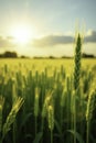 yellow and green triticale in the field with sun, crop, yellow Royalty Free Stock Photo