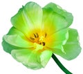 Yellow and green tulip.  Flower on a white isolated background with clipping path.  For design.  Closeup. Royalty Free Stock Photo