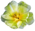 Yellow-green tulip.  Flower on white isolated background with clipping path.  For design.  Closeup. Royalty Free Stock Photo