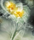 Yellow and green   tulips.   Floral background.   Flowers in curls of smoke.  Close-up. Royalty Free Stock Photo