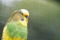 Yellow-green wavy parrot close-up on nature. Royalty Free Stock Photo