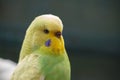 Yellow-green wavy parrot on a dark green natural background. Royalty Free Stock Photo