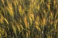 Yellow and green young wheat ears on a field. Ripening ears wheat. Agriculture. Natural product.