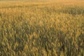 Yellow and green young wheat ears on a field. Ripening ears wheat. Agriculture. Natural product.