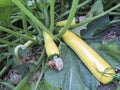 Yellow-green zucchini close up in the summer garden Royalty Free Stock Photo