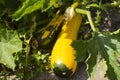 Yellow green zucchini growing in the garden, ripe vegetables, harvest, farming Royalty Free Stock Photo