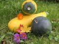 Yellow-green zucchini, watermelon and autumn flowers Royalty Free Stock Photo