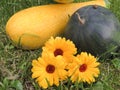 Yellow-green zucchini, watermelon and autumn flowers Royalty Free Stock Photo