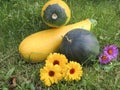 Yellow-green zucchini, watermelon and autumn flowers Royalty Free Stock Photo