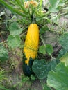 Yellow-green zucchini lies on a bed under the leaves Royalty Free Stock Photo